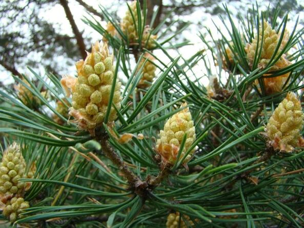 Pine shoots in the fight against cervical osteochondrosis. 